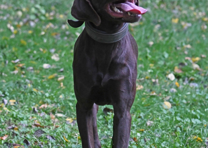 Deutsch-Kurzhaar (Mix)-Hund, Paul, Tierheim Burgdorf