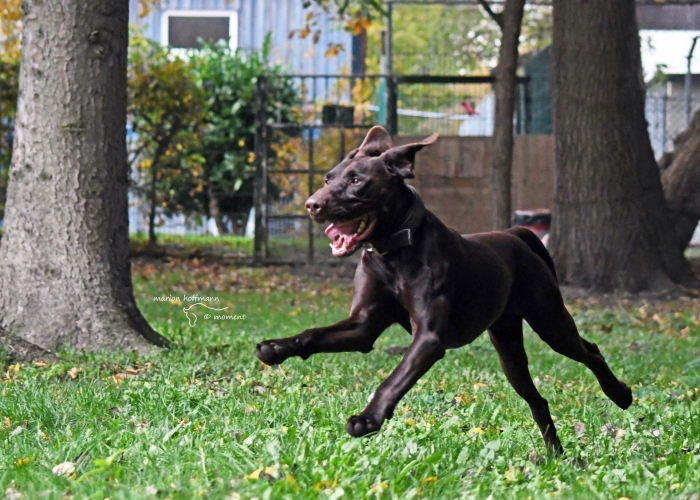 Deutsch-Kurzhaar (Mix)-Hund, Paul, Tierheim Burgdorf