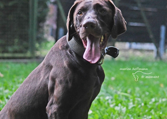 Deutsch-Kurzhaar (Mix)-Hund, Paul, Tierheim Burgdorf