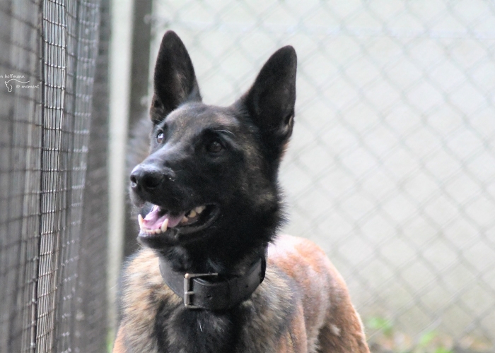 Malinois-Hund, Aiden , Tierheim Burgdorf