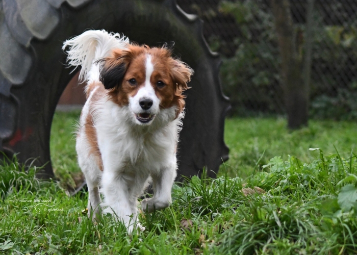 Hund, Nederlandse Kooikerhondje, Piet, Tierheim Burgdorf