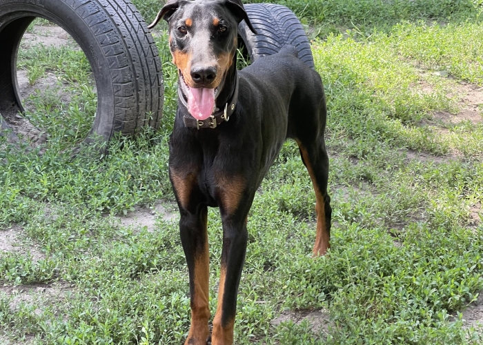 Dobermann-Hund, Caya, Tierheim Burgdorf