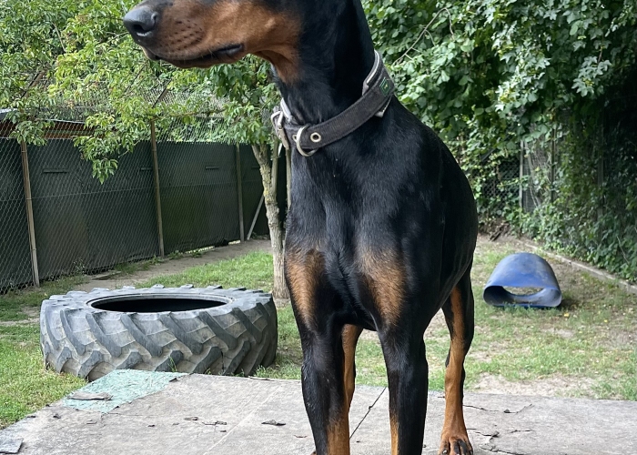 Dobermann-Hund, Caya, Tierheim Burgdorf