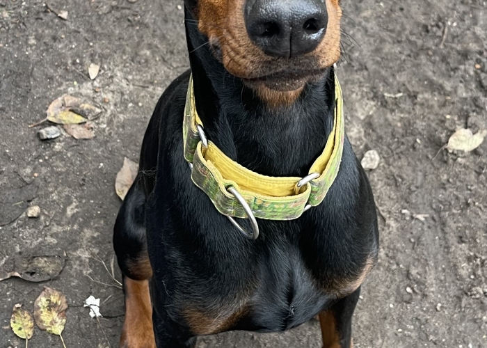 Dobermann-Hund, Caya, Tierheim Burgdorf