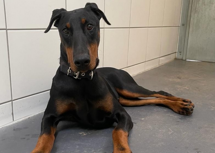 Dobermann-Hund, Caya, Tierheim Burgdorf