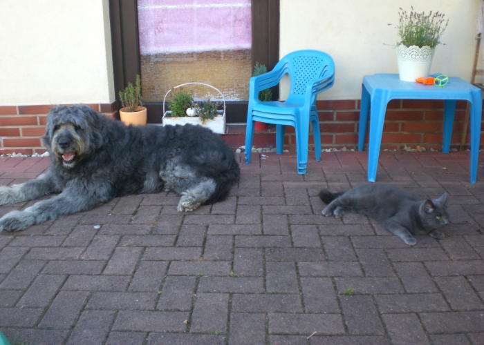 Katze, Kartäuser-Mischling, Smokey, Tierheim Burgdorf