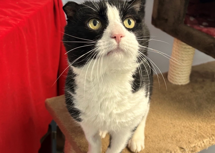 Katze, Scottish Fold Mix, Bumha, Tierheim Burgdorf