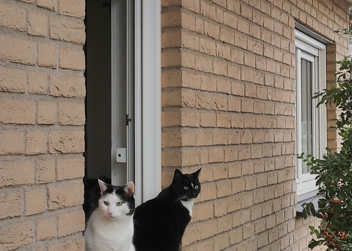 Katze, EKH, Lilli und Maggi, Tierheim Burgdorf