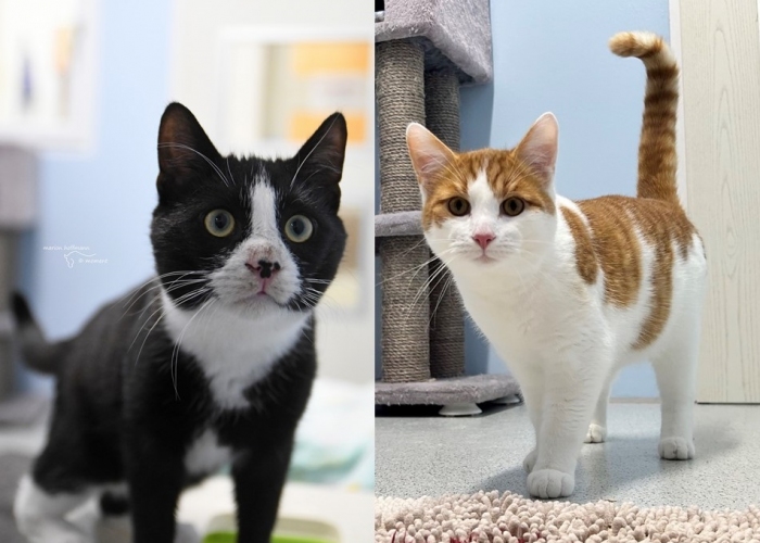 Katze, EKH, Alonso und Gepetto, Tierheim Burgdorf