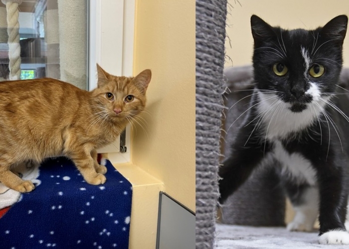 EKH-Katze, Penelope und Columbus, Tierheim Burgdorf