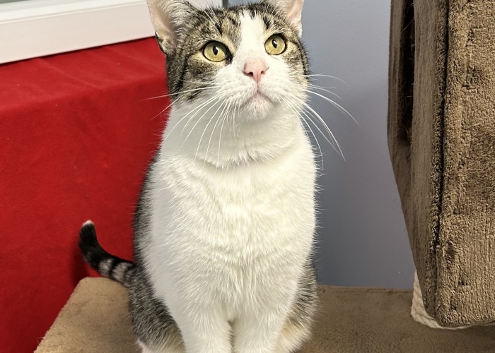 Katze, EKH, Monty, Tierheim Burgdorf