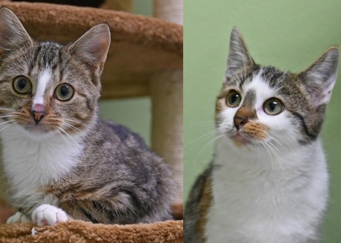 Katze, EKH, Hertha und Herwin, Tierheim Burgdorf