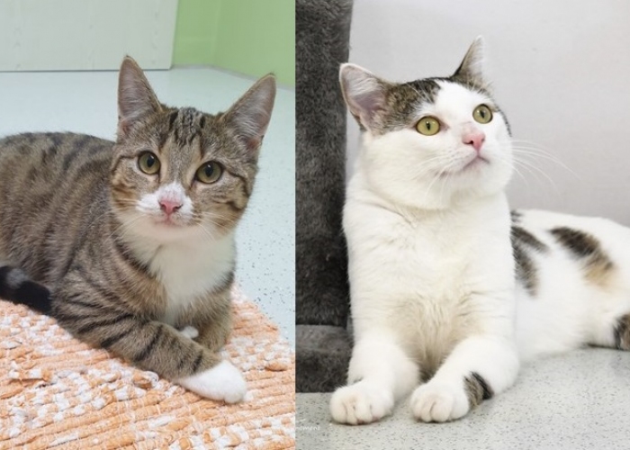 Katze, EKH, Feta und Xalia, Tierheim Burgdorf