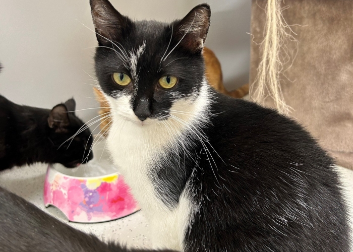 Katze, EKH, Basmati, Tierheim Burgdorf