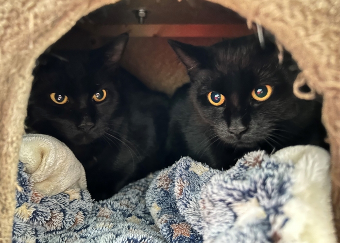 Katze, EKH, Alwin und Alwina, Tierheim Burgdorf