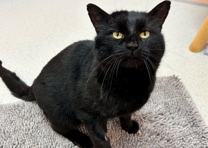 Katze, EKH, Razz, Tierheim Burgdorf