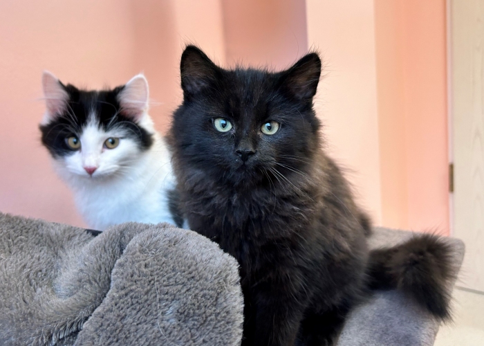 Katze, EKH-Mix, Dolce und Gabanna, Tierheim Burgdorf
