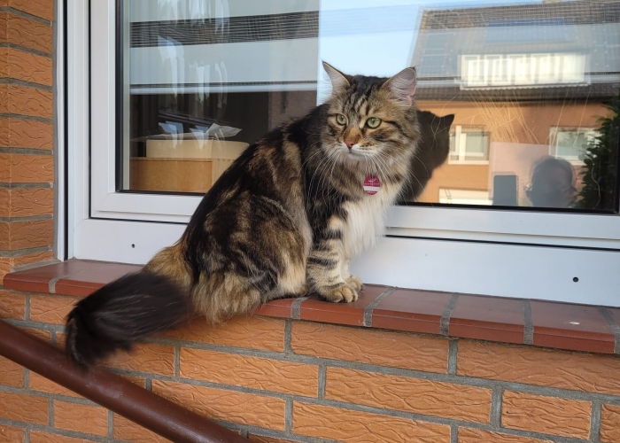 Sibirische Waldkatze-Katze, Charly, Tierheim Burgdorf