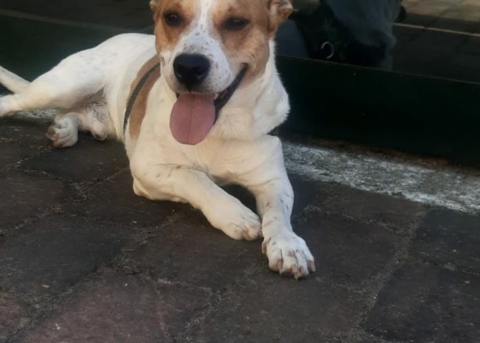 Jack Russel-Beagle-Mix -Hund, Jack, Tierheim Burgdorf