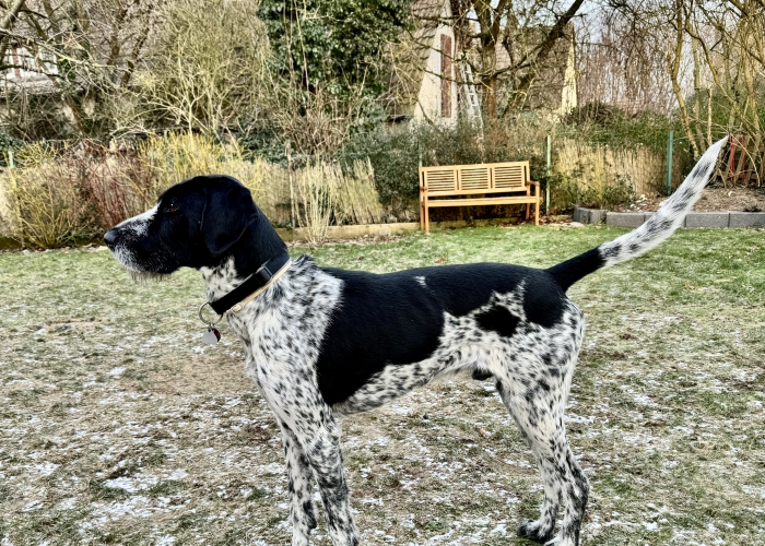 Mix Dt. Drahthaar/ Bracke-Hund, Malo, Tierheim Burgdorf