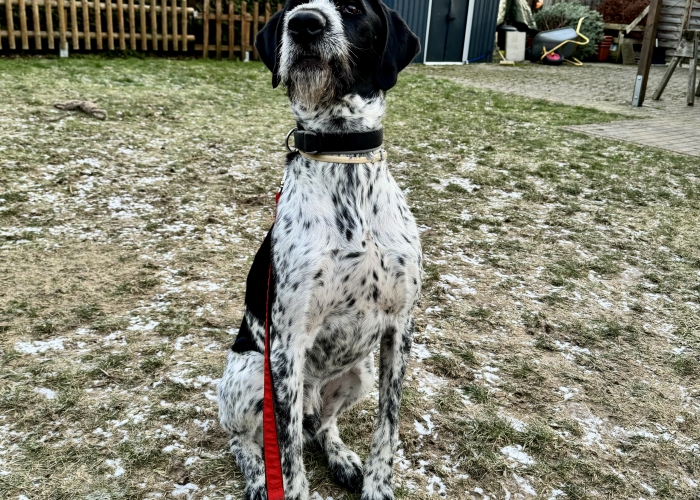 Mix Dt. Drahthaar/ Bracke-Hund, Malo, Tierheim Burgdorf