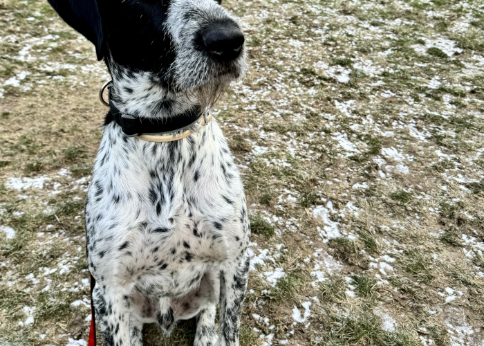 Mix Dt. Drahthaar/ Bracke-Hund, Malo, Tierheim Burgdorf