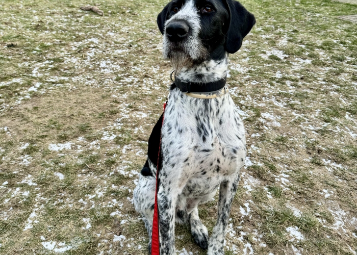 Mix Dt. Drahthaar/ Bracke-Hund, Malo, Tierheim Burgdorf