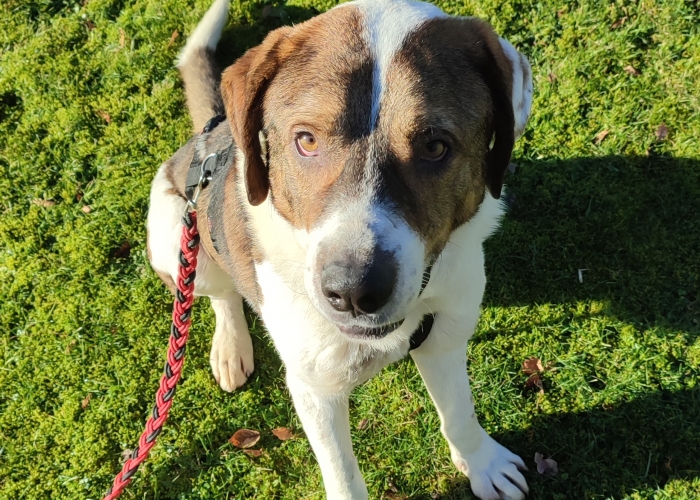 Hund, Mischling, Hugo, Tierheim Burgdorf