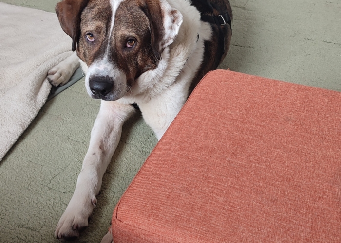 Mischling-Hund, Hugo, Tierheim Burgdorf