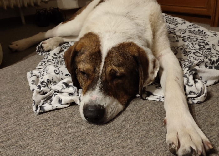 Mischling-Hund, Hugo, Tierheim Burgdorf