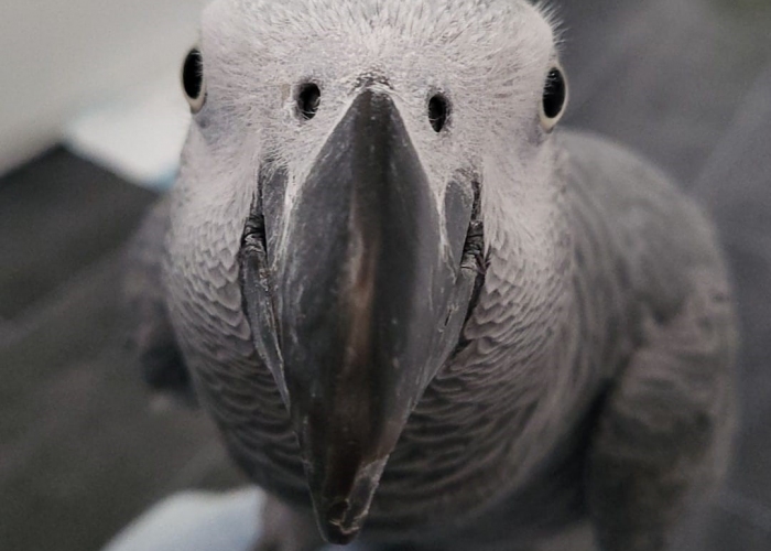 Graupapagei Kongo-Vogel, Spucky, Tierheim Burgdorf