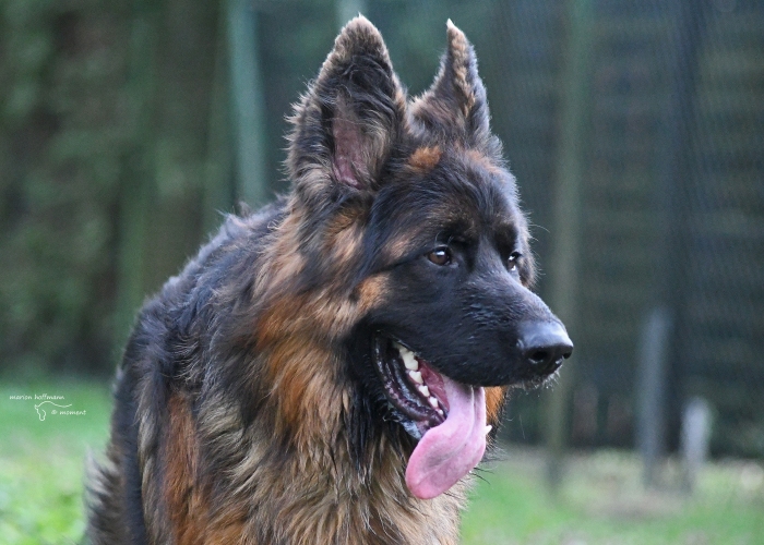 Deutscher Schäferhund-Hund, Gunny, Tierheim Burgdorf