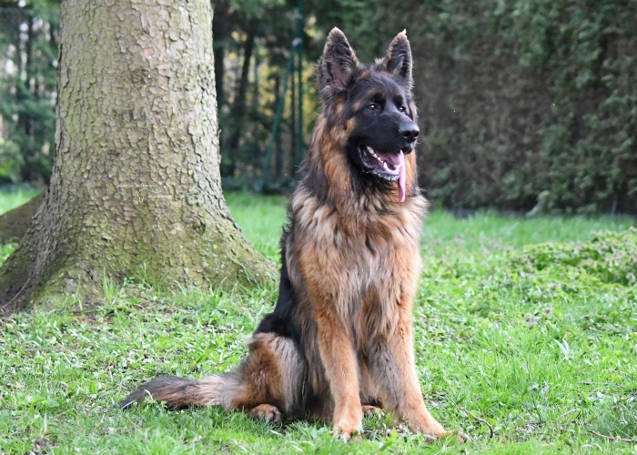 Deutscher Schäferhund-Hund, Gunny, Tierheim Burgdorf