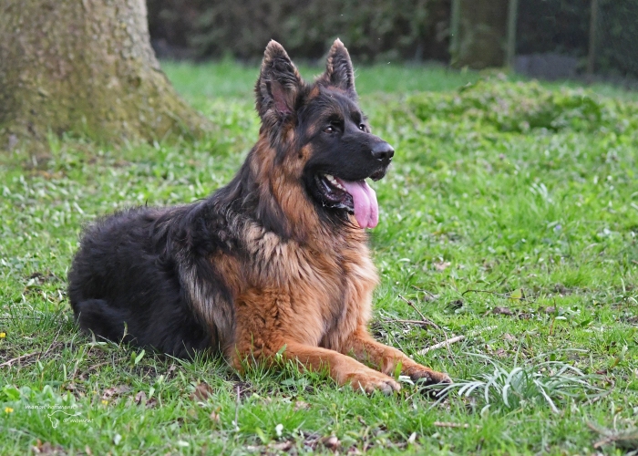 Deutscher Schäferhund-Hund, Gunny, Tierheim Burgdorf