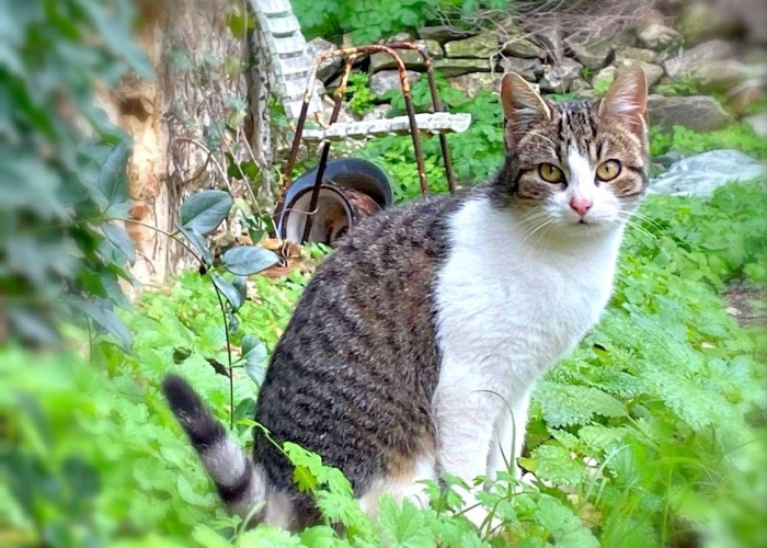 Katze, EKH, Molly, Tierheim Burgdorf