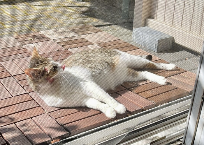 EKH-Katze, Molly (Epilepsie), Tierheim Burgdorf