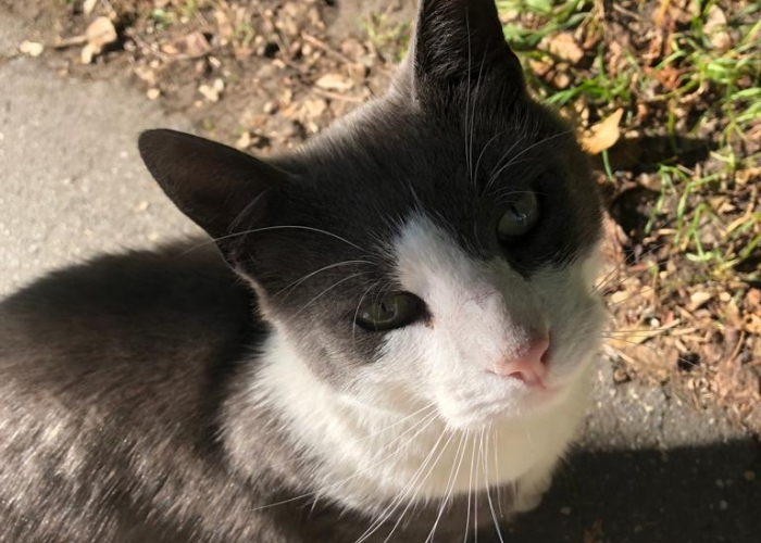 Karthäuser-Katze, Momo, Tierheim Burgdorf