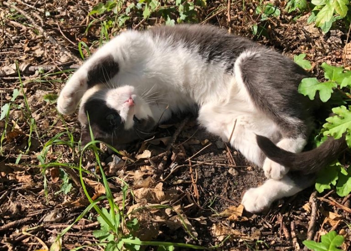 Karthäuser-Katze, Momo, Tierheim Burgdorf