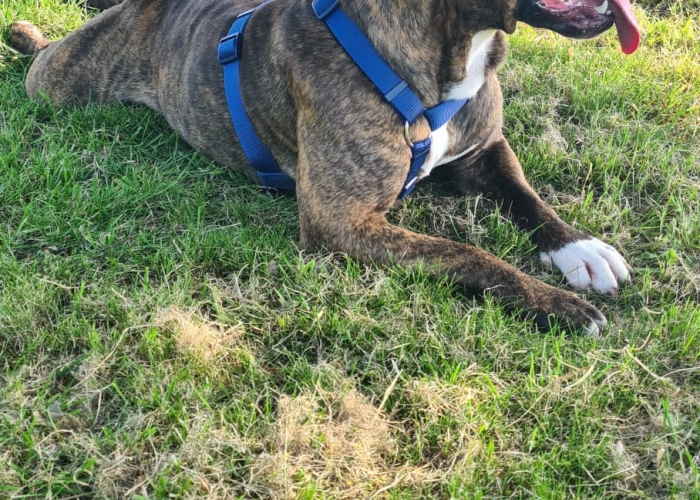Hund, Stafford Mix , Monty, Tierheim Burgdorf
