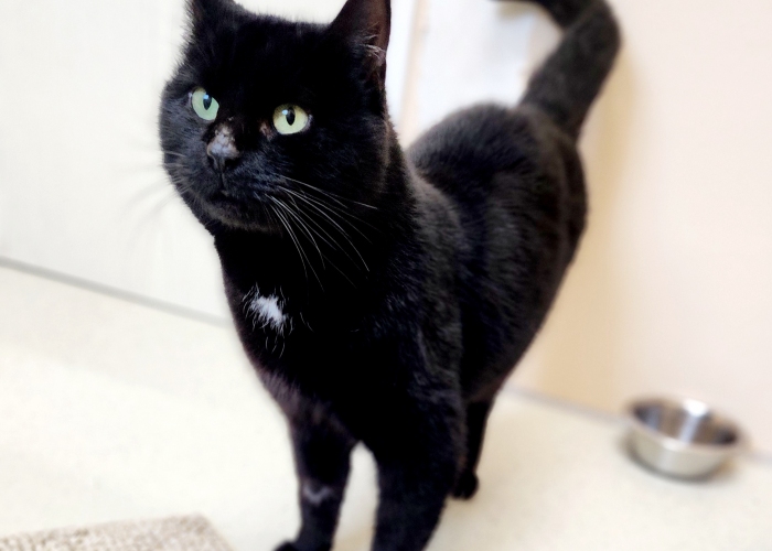 EKH-Katze, Anton, Tierheim Burgdorf