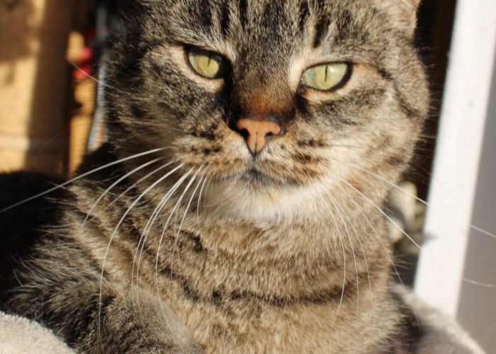 Katze, Hauskatze, Filinchen, Tierheim Burgdorf