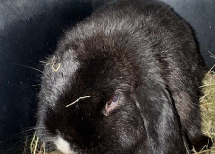 Kleintier, Widder, , Tierheim Burgdorf