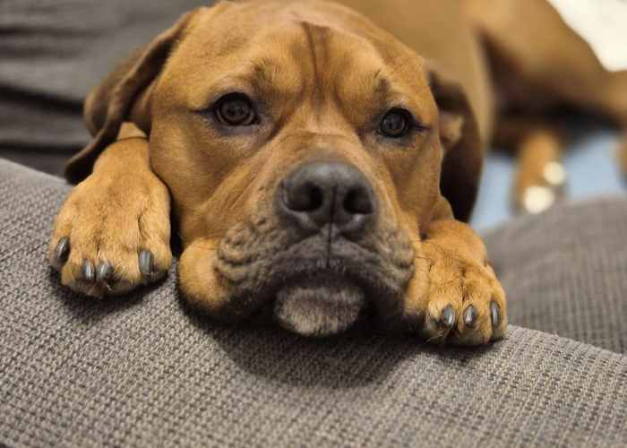 Hund, Boxer-Labrador-Mix, Buddy, Tierheim Burgdorf