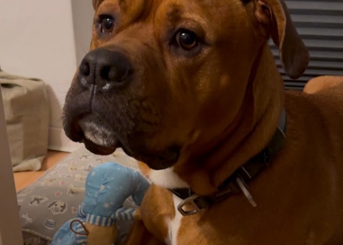 Boxer-Labrador-Mix-Hund, Buddy, Tierheim Burgdorf