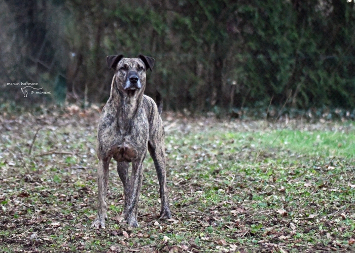 Bardino-Galgo-Mischling-Hund, Jax, Tierheim Burgdorf