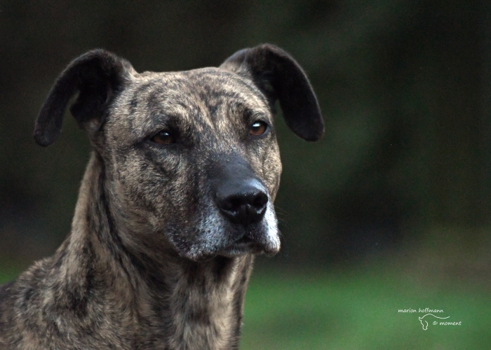 Bardino-Galgo-Mischling-Hund, Jax, Tierheim Burgdorf