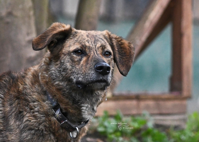 Rumänischer Edelmix-Hund, Valea, Tierheim Burgdorf