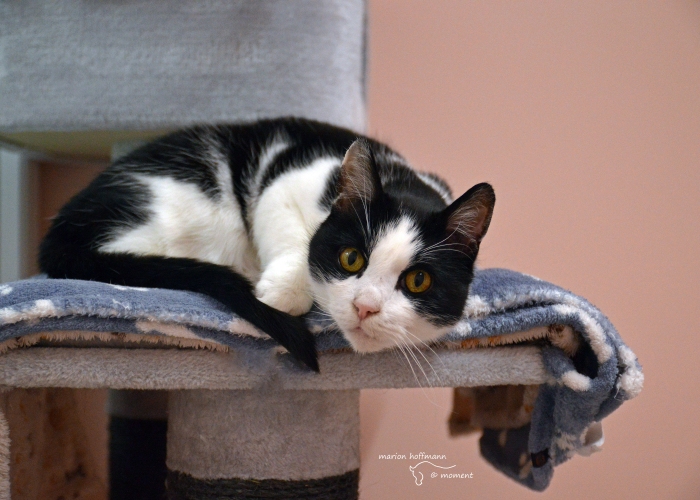 EKH-Katze, Valdrin, Tierheim Burgdorf