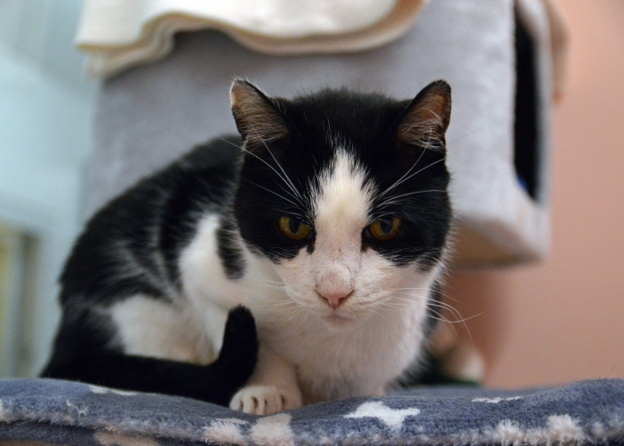EKH-Katze, Valdrin, Tierheim Burgdorf