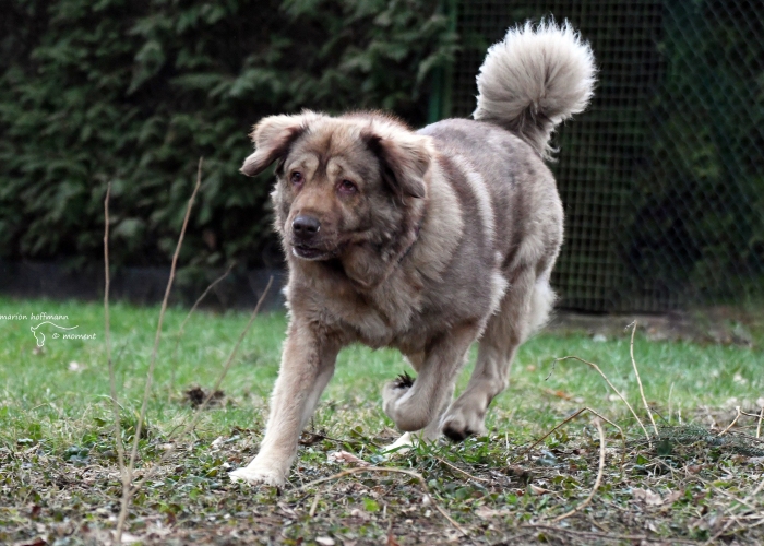 Kaukasischer Owtscharka-Mischling-Hund, Holly, Tierheim Burgdorf